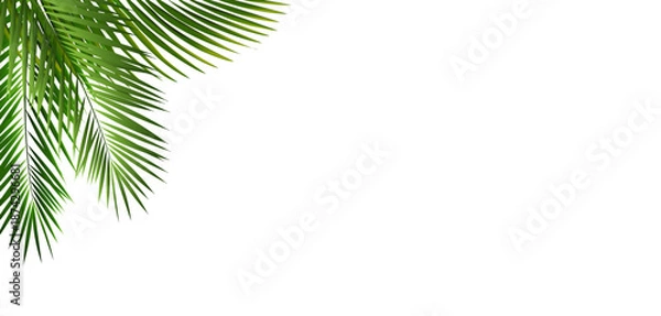 Fototapeta Palm Leaf Frame Isolated White Background
