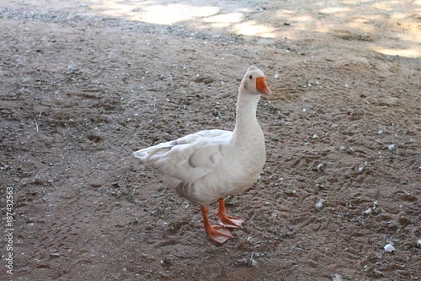 Obraz Geese