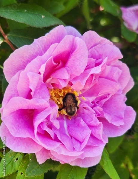 Obraz bee on a  pink flower