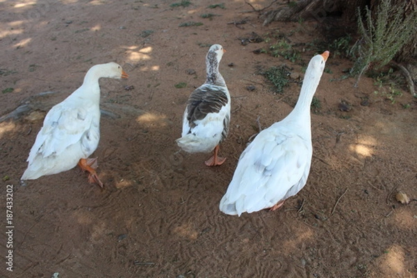 Obraz Geese