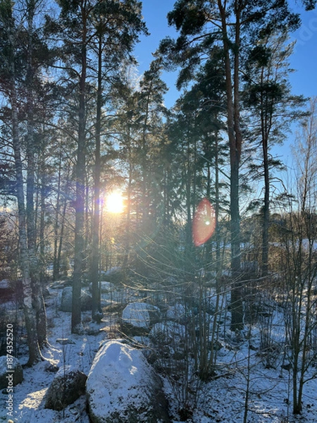 Obraz lake in the forest