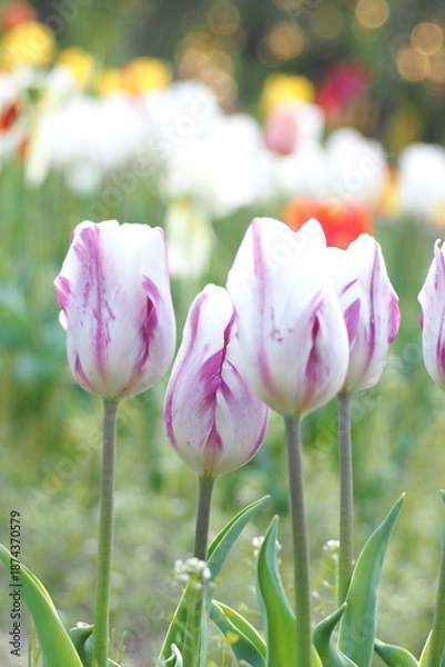 Obraz 植物　花　夕方　風景