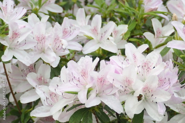 Obraz 植物　花　夕方　風景