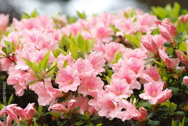 Obraz 植物　自然　花　満開