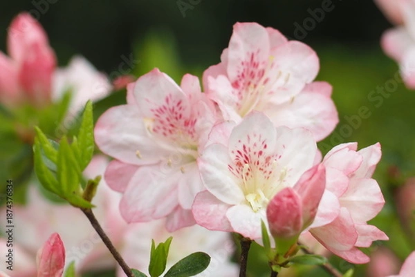 Obraz 植物　花　夕方　風景