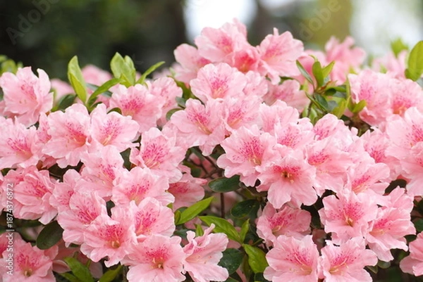 Obraz 植物　自然　花　満開