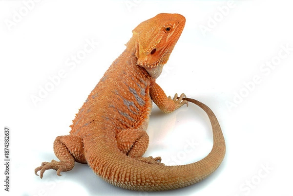Obraz a bearded dragon on a white background