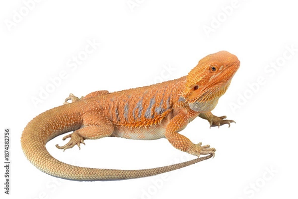 Obraz a bearded dragon on a white background