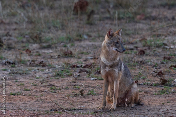 Obraz Indian jackal