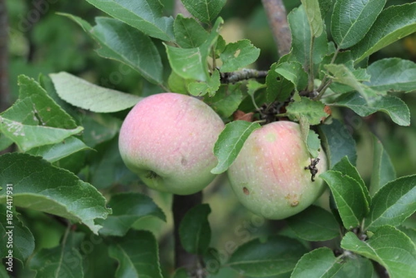 Obraz Apple tree with ripe apple fruit.