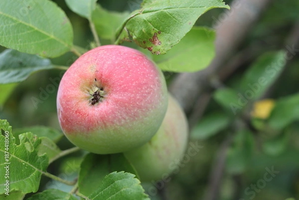 Obraz Apple tree with ripe apple fruit.