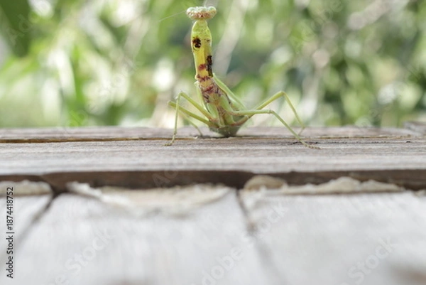 Obraz A carnivorous mantis insect with damaged forelegs.