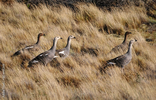 Obraz Cauquenes bandada