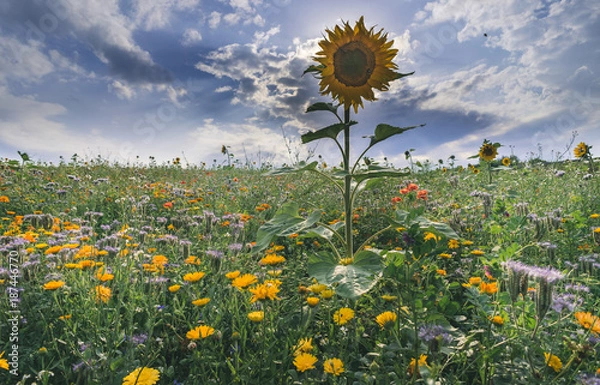 Fototapeta Flowes field
