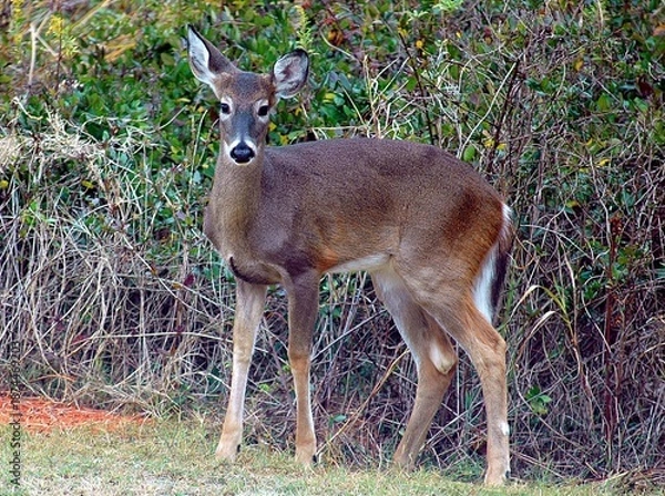 Obraz deer in the woods