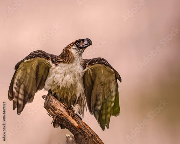 Obraz A Philippine eagle