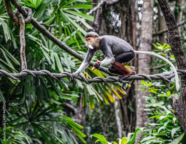 Obraz Red Shanked langur