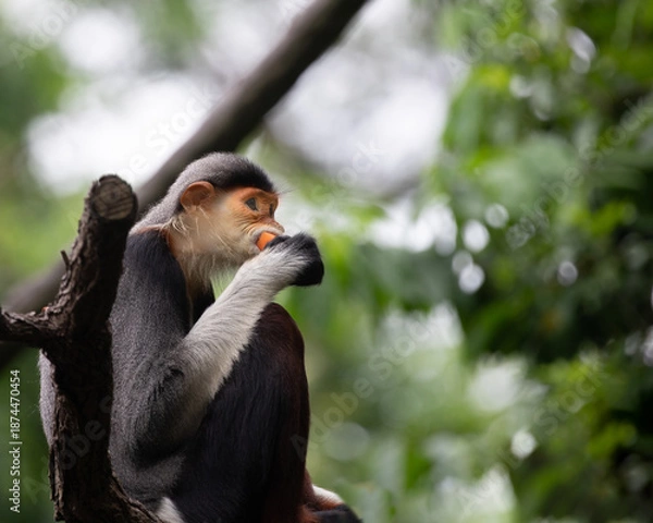Obraz Red Shanked langur