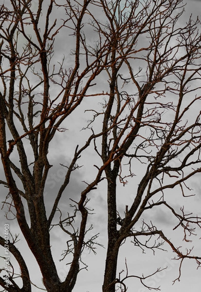 Fototapeta tree in winter