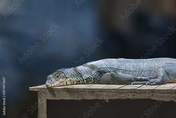 Obraz A Komodo Dragon