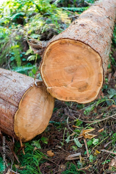 Fototapeta Tree trunks