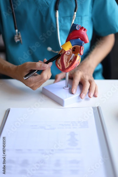 Obraz Doctor using heart model to explain blood flows direction.