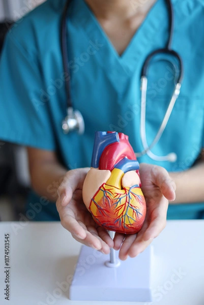 Obraz Doctor using heart model to explain blood flows direction.