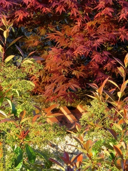 Fototapeta Végétation