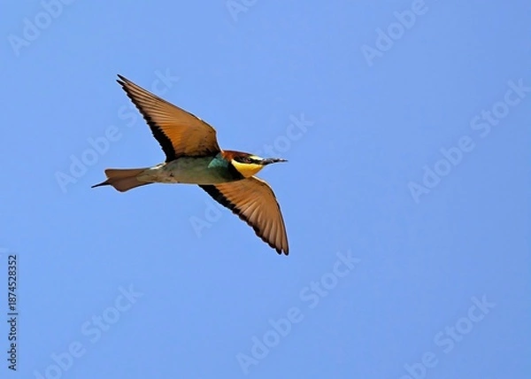 Obraz European bee-eater (Merops apiaster), Greece