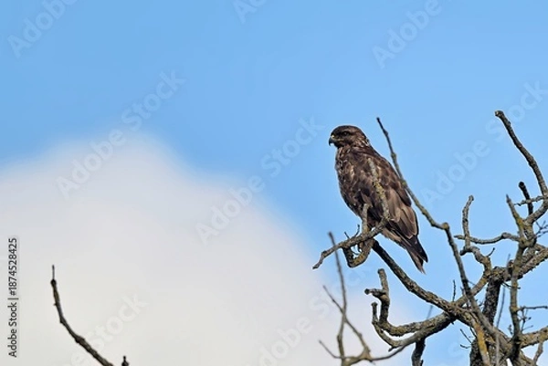 Obraz Eurasian Buzzard (Buteo buteo), Greece