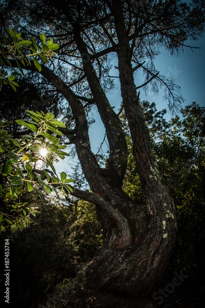 Fototapeta intricate trees