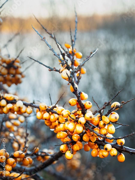 Obraz Feuerdorn im Winter