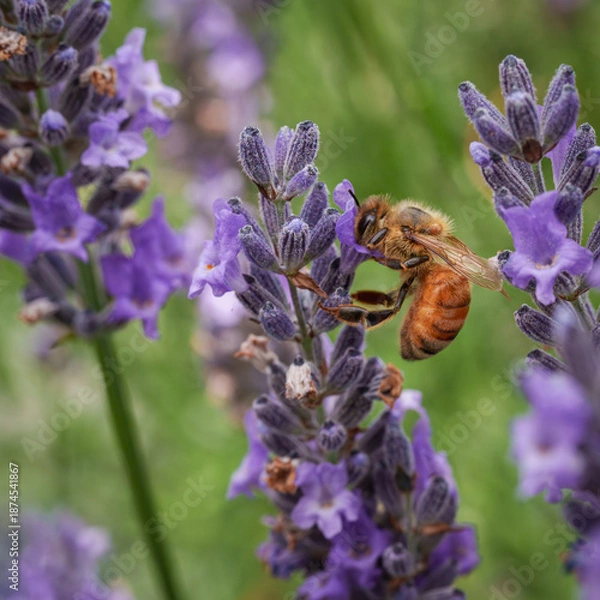 Obraz bee on lavender