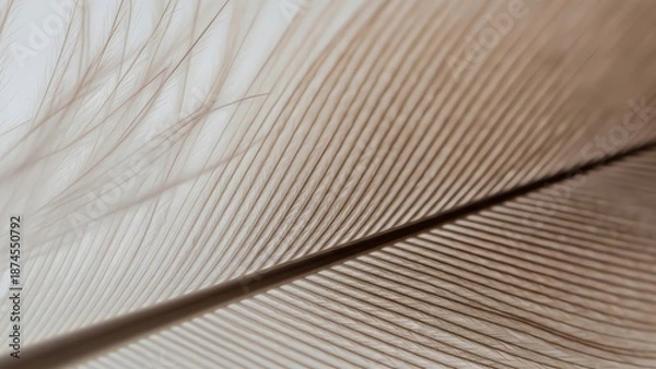 Fototapeta Delicate Feather Closeup Soft Texture