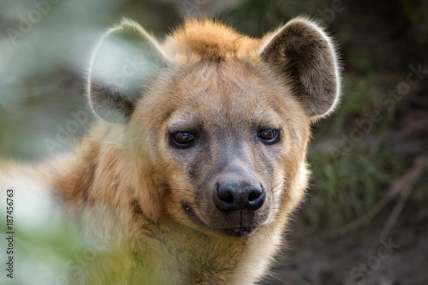 Obraz African hyena