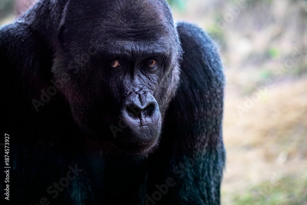 Obraz Gorilla scoping out
