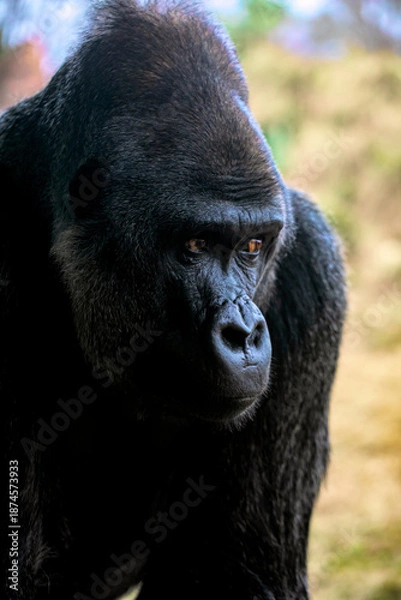 Obraz Gorilla with attitude