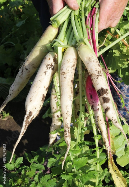 Obraz Harvested daikon radish root