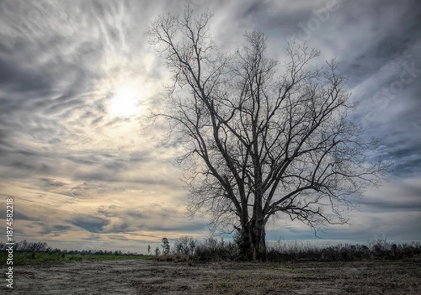 Obraz tree in the field