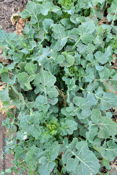 Obraz In the spring  field grows winter rapeseed