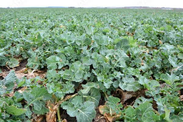 Obraz In the spring  field grows winter rapeseed