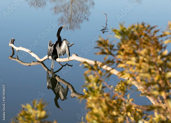 Obraz anahinga on a log