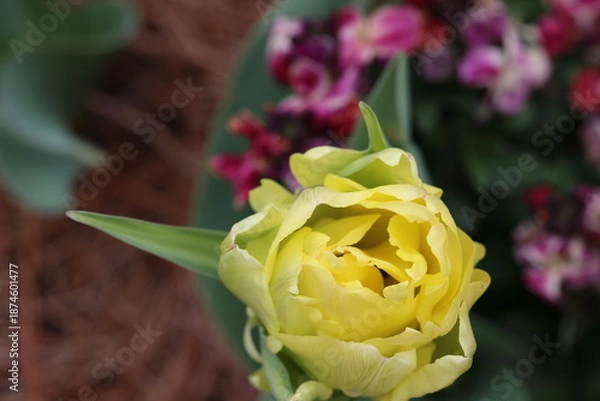 Obraz yellow tulip