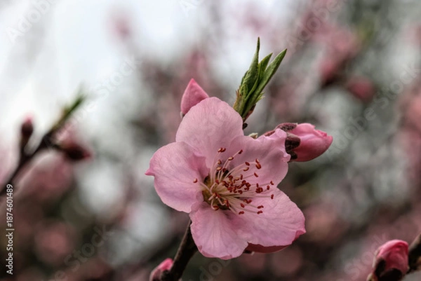 Obraz peach tree blossom