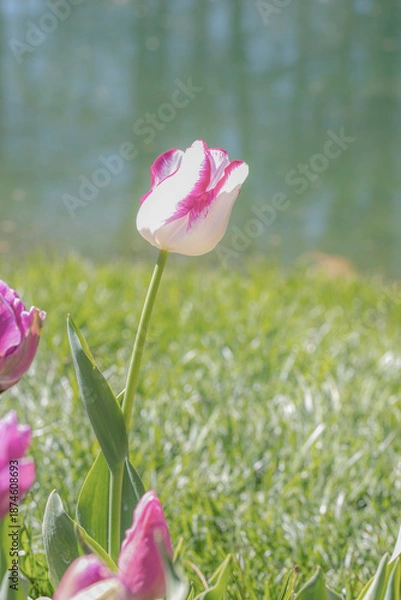 Obraz Pink Tulip