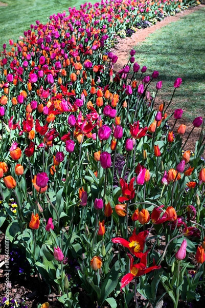 Obraz Tulip bed