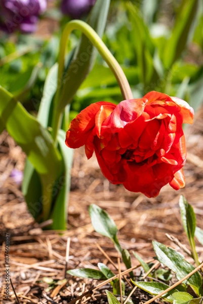 Obraz Red tulip