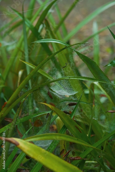 Obraz Delicate Spider Web Among Green Grass