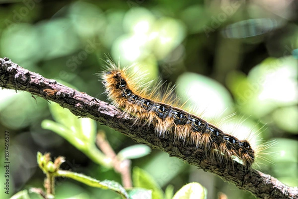 Obraz Caterpillar