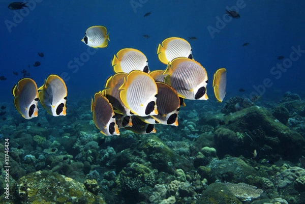 Obraz Butterflyfish